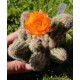 Chamaecereus sylvestrii H10 - Cactus "cornichon" - (cutting - bouture)