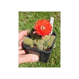 Chamaecereus sylvestrii H19 - Cactus "cornichon" - (cutting - bouture)