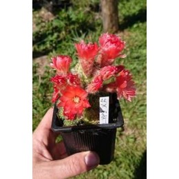 Chamaecereus sylvestrii H22 - Cactus "cornichon" - (cutting - bouture)