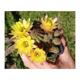 Chamaecereus sylvestrii H25 - Cactus "cornichon" - (cutting - bouture)