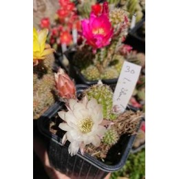 Chamaecereus sylvestrii H30 - Cactus "cornichon" - (cutting - bouture)