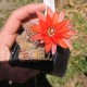 Chamaecereus sylvestrii H21 - Cactus "cornichon" - (cutting - bouture)