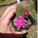 Chamaecereus sylvestrii H21 - Cactus "cornichon" - (cutting - bouture)