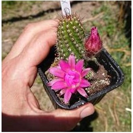 Chamaecereus sylvestrii H21 - Cactus "cornichon" - (cutting - bouture)