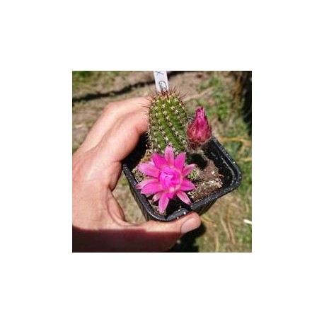 Chamaecereus sylvestrii H21 - Cactus "cornichon" - (cutting - bouture)