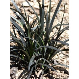 Ophiopogon planiscapus 'Nigrescens' - Muguet du japon à feuilles noires