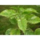 Polygonum orientale 'Variegata' - Renouée orientale à feuilles panachées (graines / seeds)