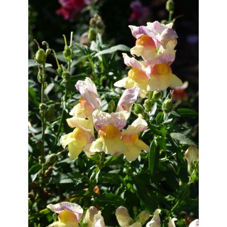 Anthirrhinum majus 'Tetra Ruffled' - Gueule de loup, Muflier (Graines / seeds)