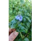 Rungia klossii - Plante à goût de champignon