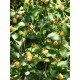 Acmella oleracea (forme pourpre) - Cresson de Parà ou Plante électrique