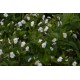 Browallia americana 'Alba' -  Browallie blanche (Graines / seeds) BIO