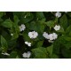 Browallia americana 'Alba' -  Browallie blanche (Graines / seeds) BIO