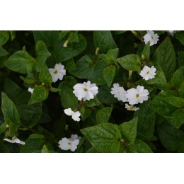 Browallia americana 'Alba' Ou 'Snowhite'-  Browallie blanche (Graines / seeds) BIO