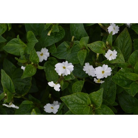 Browallia americana 'Alba' -  Browallie blanche (Graines / seeds) BIO