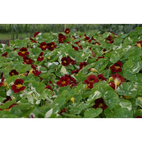 Tropaeolum minus ‘Red Alaska’ - Capucine rouge à feuilles panachées  (graines / seeds) Bio