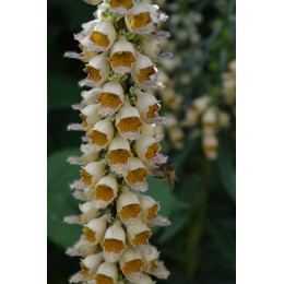 Digitalis ferruginea var.gigantea  - Digitale (graines / seeds)