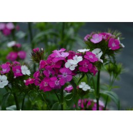 Dianthus barbatus - Oeillet de poète bicolore BIO (graines / seeds)