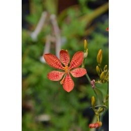 Belamcanda chinensis - Iris jaguar, iris strié (graines/ seeds)