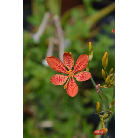 Belamcanda chinensis - Iris jaguar, iris strié (graines/ seeds)