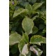 Polygonum orientale 'Variegata' - Renouée orientale à feuilles panachées (graines / seeds)