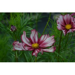 Cosmos bipinnatus 'Velouette' - Cosmos (graines / seeds) BIO