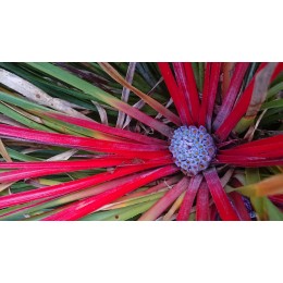 Fascicularia bicolor subsp. canaliculata - Plante ananas du Chili