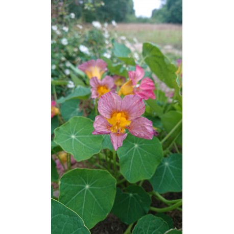 Tropaeolum majus ‘Purple Emperor' - Capucine mauve  (graines / seeds) Bio