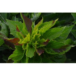 Celosia argentea 'Cristata Variegata' - Célosie cristée panachée, bicolore BIO (Graines / Seeds)