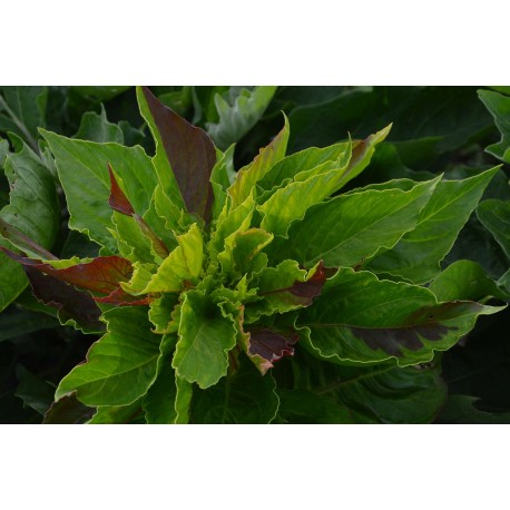 Celosia argentea 'Cristata Variegata' - Célosie cristée panachée, bicolore BIO (Graines / Seeds)