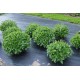 Ocimum basilicum ‘Grec’ - Basilic  BIO (graines / seeds)