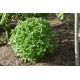 Ocimum basilicum ‘Grec’ - Basilic  BIO (graines / seeds)