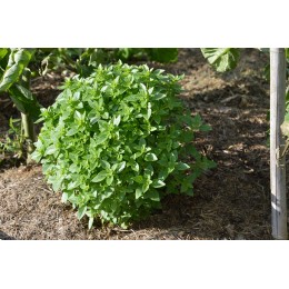 Ocimum basilicum ‘Grec’ - Basilic  BIO (graines / seeds)
