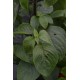 Ocimum basilicum 'African Nunum’ - Basilic Thym BIO (graines / seeds)