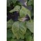 Ocimum basilicum 'African Nunum’ - Basilic Thym BIO (graines / seeds)