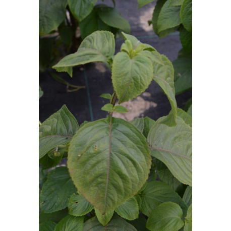 Ocimum basilicum 'African Nunum’ - Basilic Thym BIO (graines / seeds)