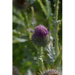 Onopordum acanthium - Chardon aux ânes (graines / seeds)