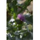 Onopordum acanthium - Chardon aux ânes (graines / seeds)