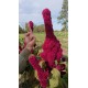 Amaranthus gangeticus - Plante Fuck, Queue de renard, Tête d'éléphant (Graines / seeds)