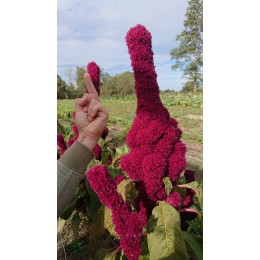 Amaranthus gangeticus - Plante Fuck, Queue de renard, Tête d'éléphant (Graines / seeds)