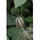 Nigella damascena - Nigelle de Damas  (Graines / Seeds)