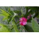 Mirabilis jalapa 'Broken Color' - Belle de nuit à fleurs bigarrées, panachées BIO (graines / seeds) BIO