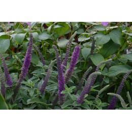 Teucrium hircanicum - Germandrée vivace  (Graines / Seeds)