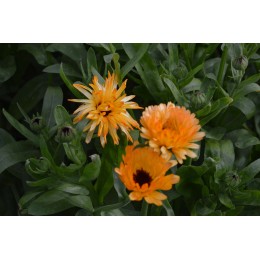 Calendula officinalis 'Pacific Apricot Beauty' - Souci  BIO  (Graines / Seeds)