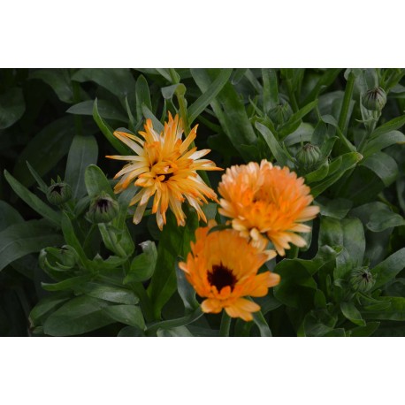 Calendula officinalis 'Pacific Apricot Beauty' - Souci  BIO  (Graines / Seeds)