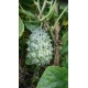 Cucumis metuliferus - Kiwano ou Concombre cornu d'Afrique (graines / seeds)