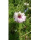 Nigella damascena 'Mulberry Rose' - Nigelle de Damas  (Graines / Seeds)