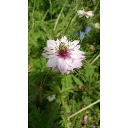 Nigella damascena 'Mulberry Rose' - Nigelle de Damas  (Graines / Seeds)