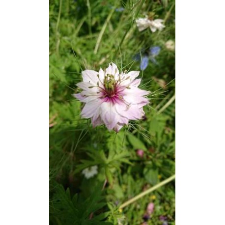 Nigelle de Damas variés 800 graines