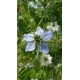 Nigella damascena - Nigelle de Damas  (Graines / Seeds)