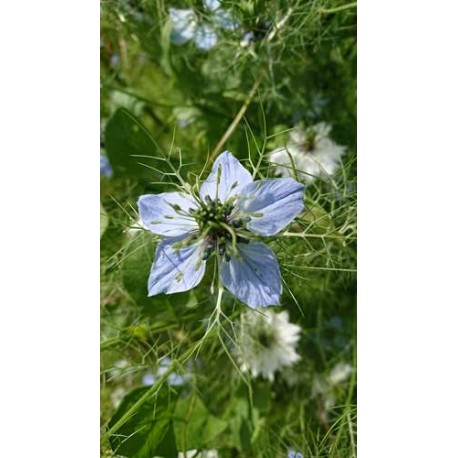 Nigella damascena - Nigelle de Damas  (Graines / Seeds)